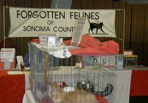 Forgotten Felines display and cats ready for adoption